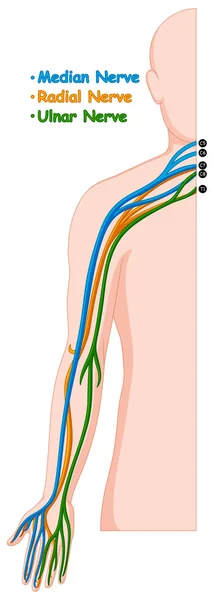 Sistema nervioso diferente en el brazo humano — Vector de stock