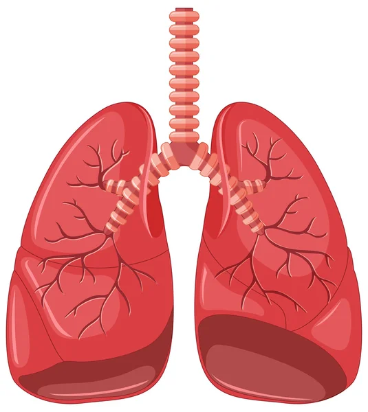 Long diagram van longontsteking — Stockvector