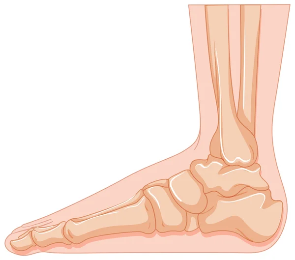 Foot bone in close up — Stock Vector