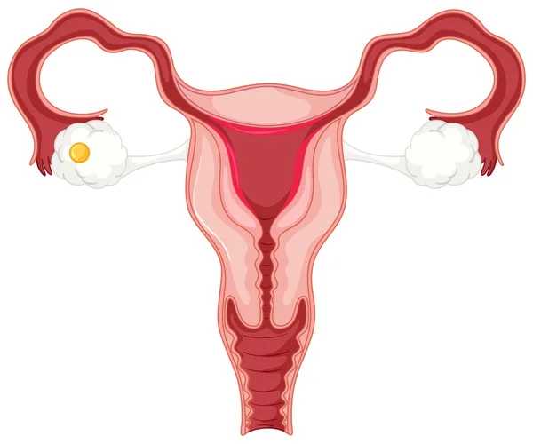 Ciclo menstrual para mujer — Vector de stock