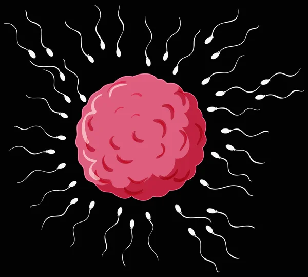 Репродуктивный процесс в человеке — стоковый вектор