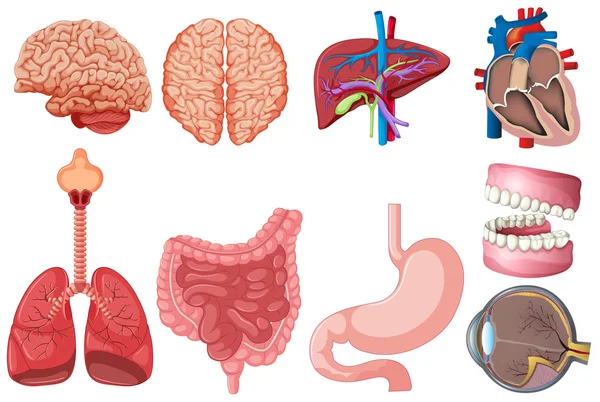 Conjunto de anatomía humana — Vector de stock