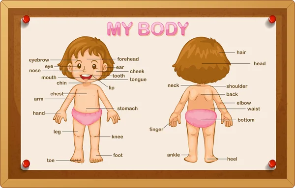Little girl and different part of the body — Stock Vector