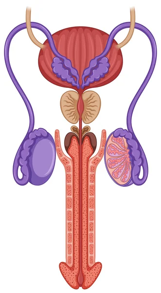 Dentro del sistema reproductor masculino — Vector de stock