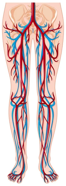 Vasos sanguíneos en el cuerpo humano — Archivo Imágenes Vectoriales