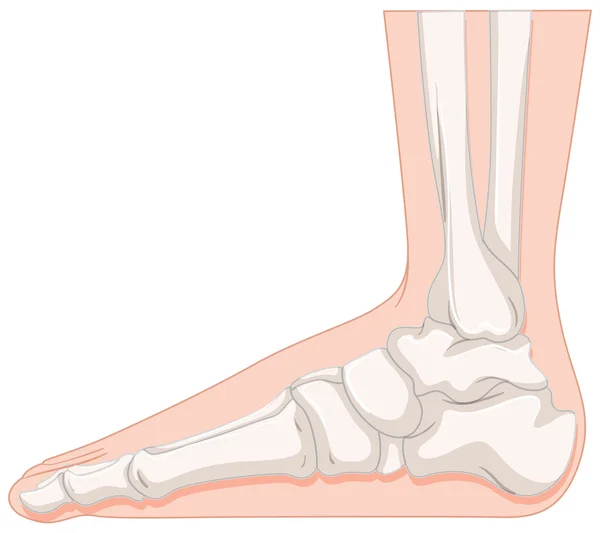 Os du pied de plus près — Image vectorielle