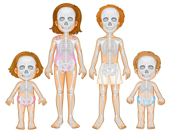 Skelettsystem des Menschen — Stockvektor