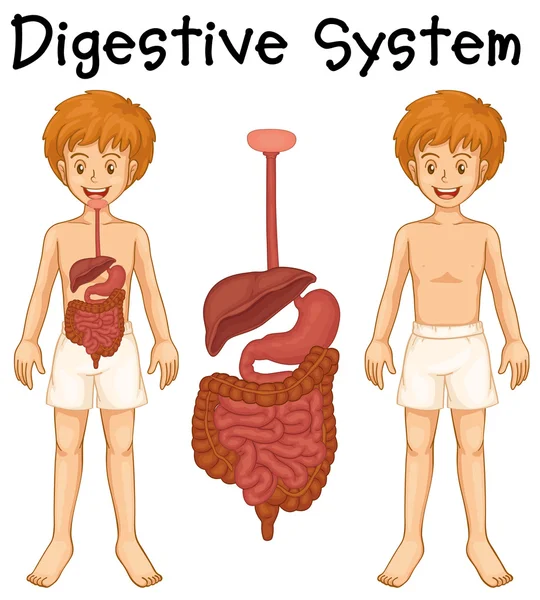 Sistema digestivo em menino humano —  Vetores de Stock