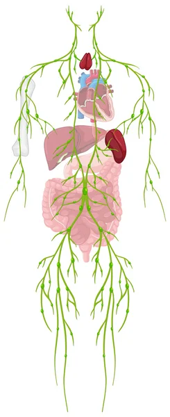 Sistema dell'essere umano — Vettoriale Stock