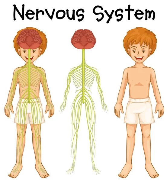 Sistema nervoso do menino humano — Vetor de Stock