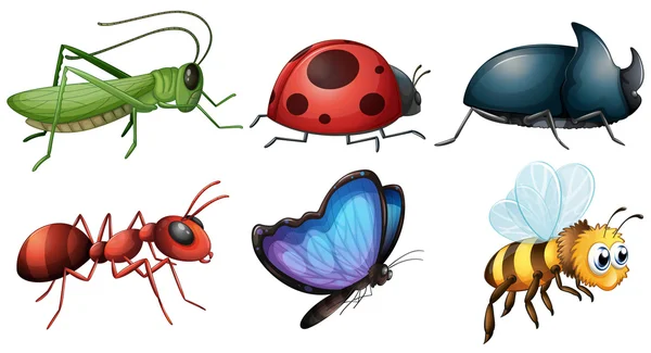 Diferentes tipos de insectos — Vector de stock