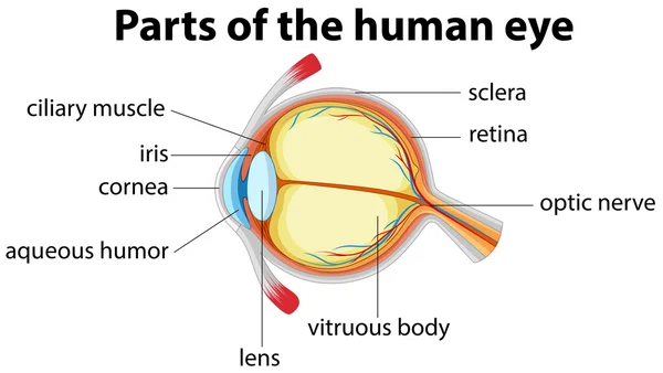 이름으로 인간의 눈의 부분 — 스톡 벡터