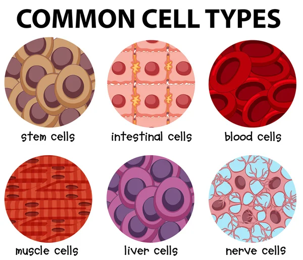 Diagrama de tipos celulares comunes — Archivo Imágenes Vectoriales