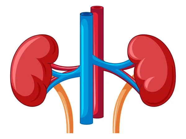 Close up diagram of kidney — Stock Vector