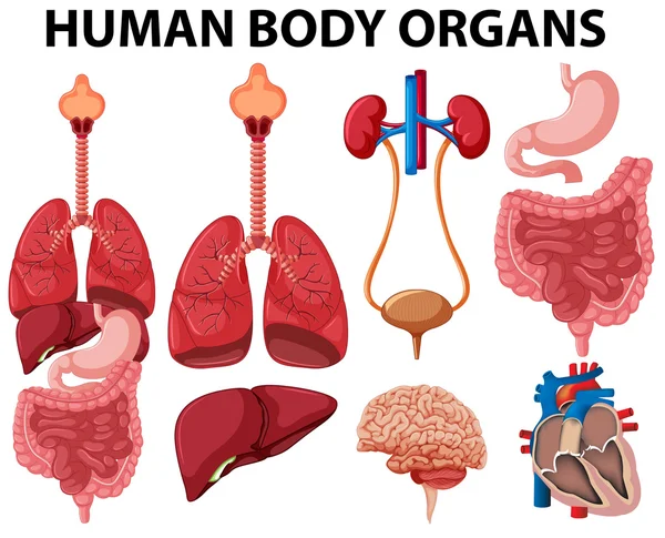 Farklı türde bir insan vücudunun organları — Stok Vektör