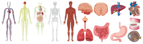 Conjunto de sistemas y anatomía humana — Vector de stock