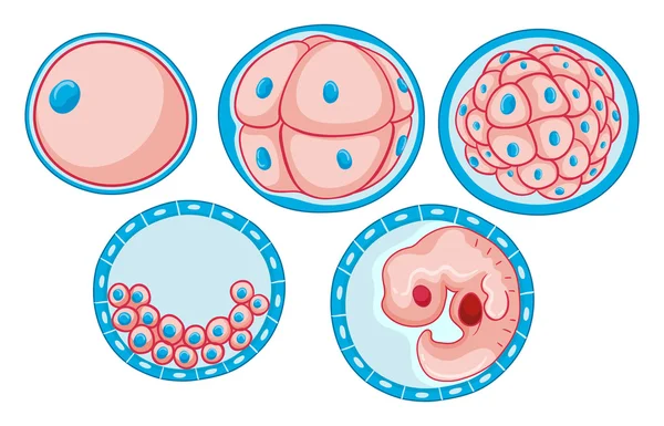 Diagram waarin proces van groeiende embryo — Stockvector