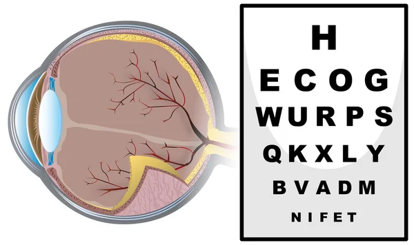 Comprobación ocular con tablero de lectura — Vector de stock