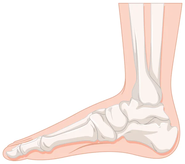 Foot bone of human — Stock Vector