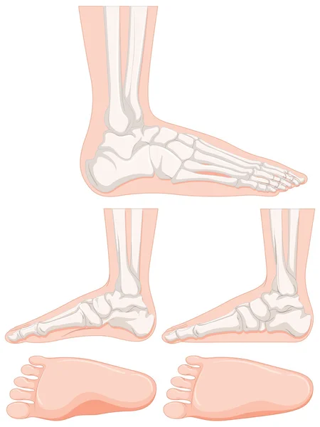 Set van menselijke voet been — Stockvector