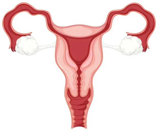 Sistema reproductivo femenino en primer plano — Vector de stock