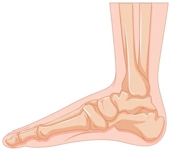 Hueso del pie humano sobre fondo blanco — Vector de stock