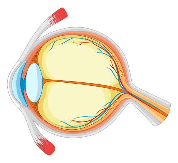 Diagrama de la enfermedad ocular — Vector de stock