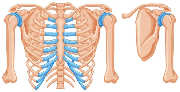 Structure des os de l'épaule — Image vectorielle