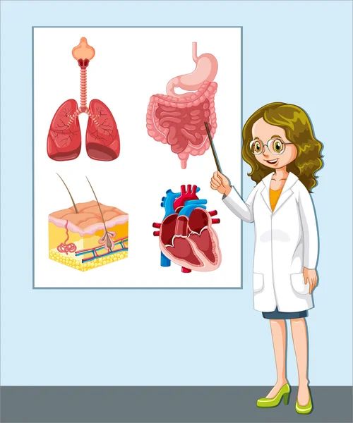 Доктор представляет различные анатомии — стоковый вектор