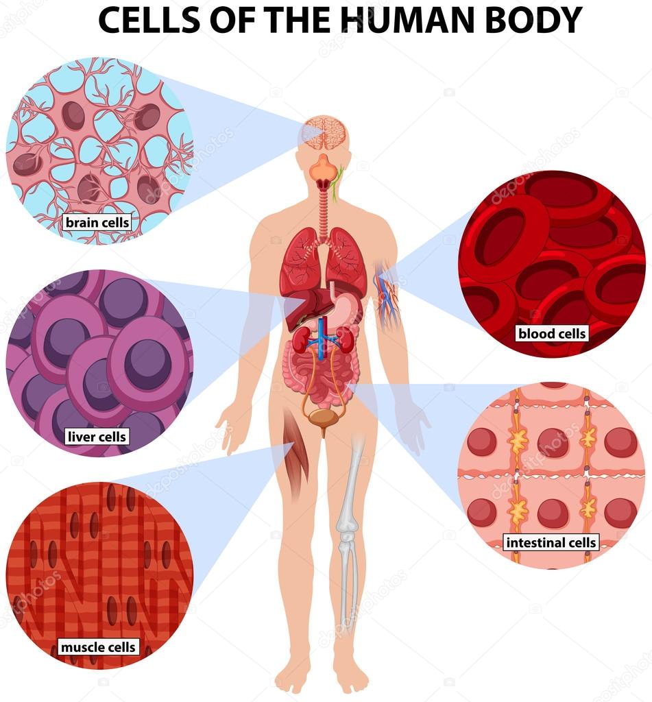 Human Body Fisiology Tipos De Celulas Images And Photos Finder