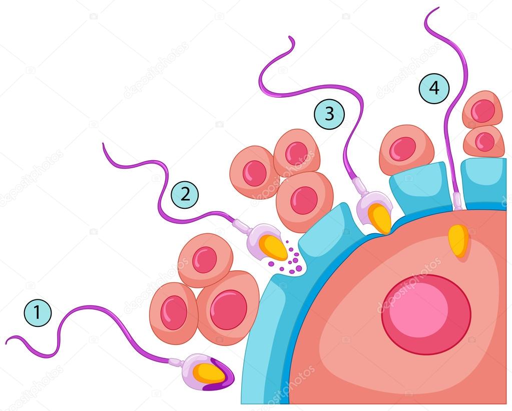 Fertilization In Human Body Stock Vector Image By ©interactimages 115173470