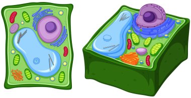 Close up diagram of plant cell clipart