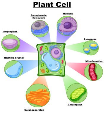 Diagram showing plant cell clipart