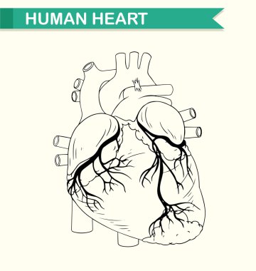 İnsan kalbinin anatomisi.