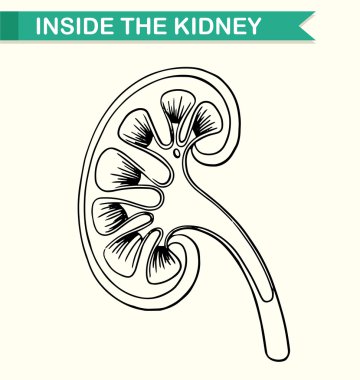 Böbrek içinde gösteren diyagram