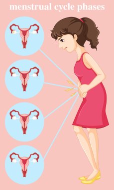 Woman having menstrual and diagram of different phases clipart