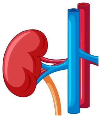 Yakından bakın insan böbrek