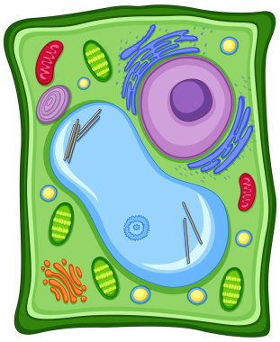Plant cell with cell membrane clipart