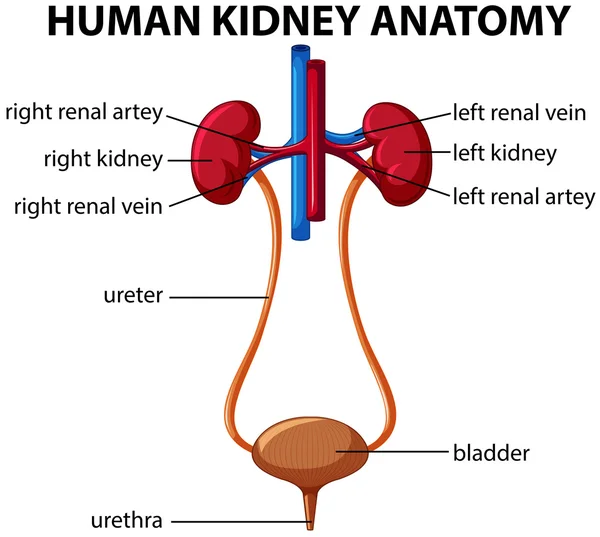Human kidney anatomy diagram — Stock Vector