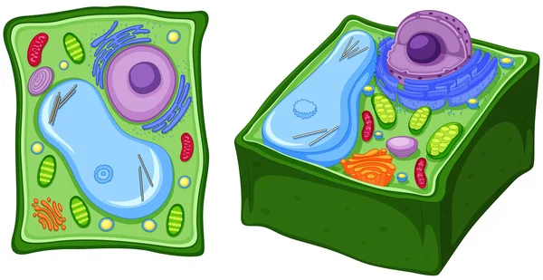 Close up diagram of plant cell — Stock Vector