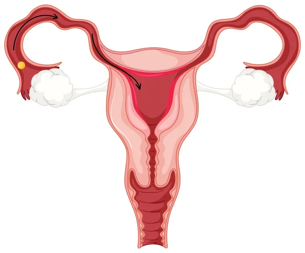 Ciclo menstrual en humanos femeninos — Archivo Imágenes Vectoriales