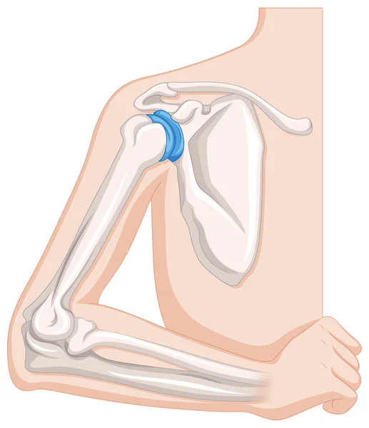 Elbow joint in human body — Stock Vector