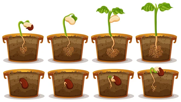 Germination des graines en pot d'argile — Image vectorielle
