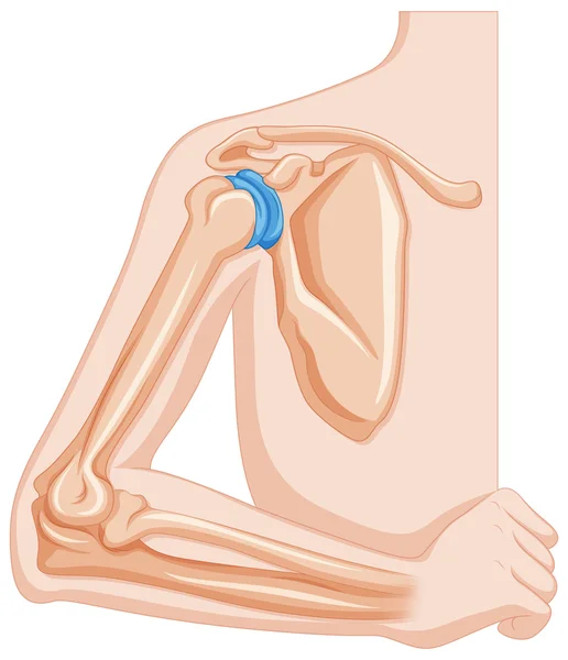 Articulação do cotovelo de humano — Vetor de Stock