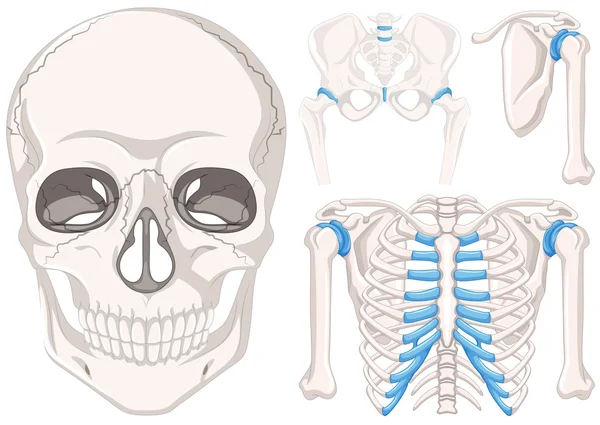 Cráneo humano y otras partes de los huesos — Vector de stock