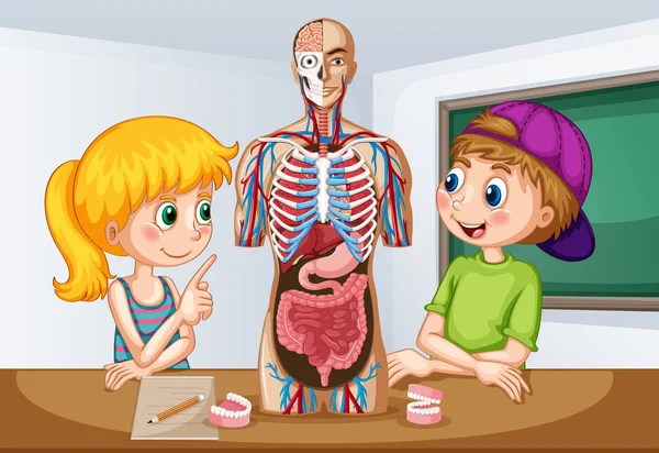 ᐈ Body Systems Cartoon Stock Vectors Royalty Free Body Organs