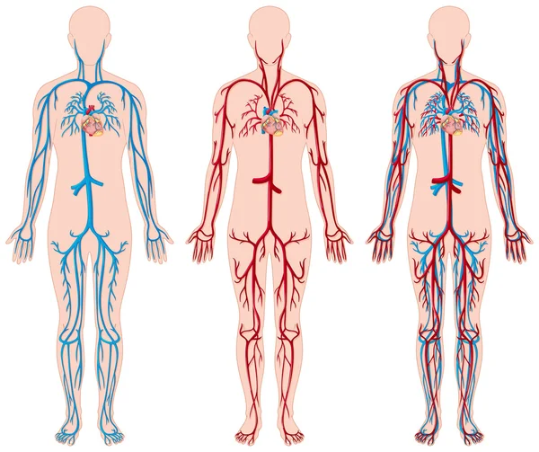 Diferentes diagramas de vasos sanguíneos en humanos — Vector de stock