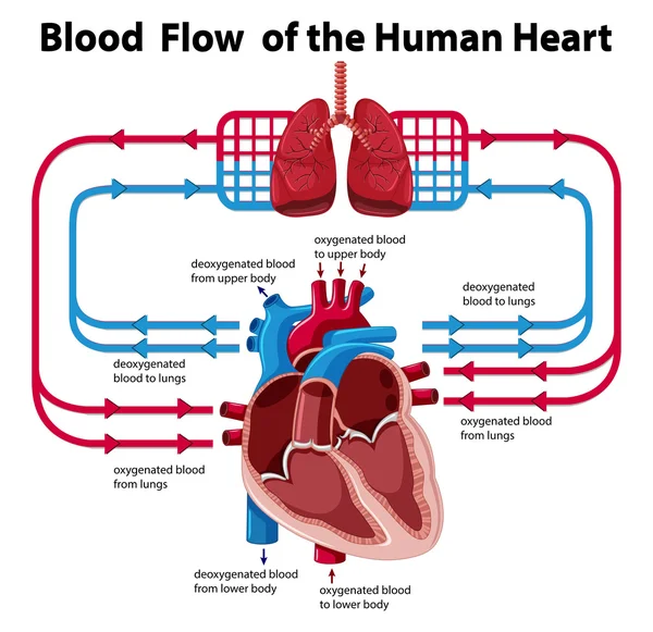 Diagramm zeigt den Blutfluss des menschlichen Herzens — Stockvektor