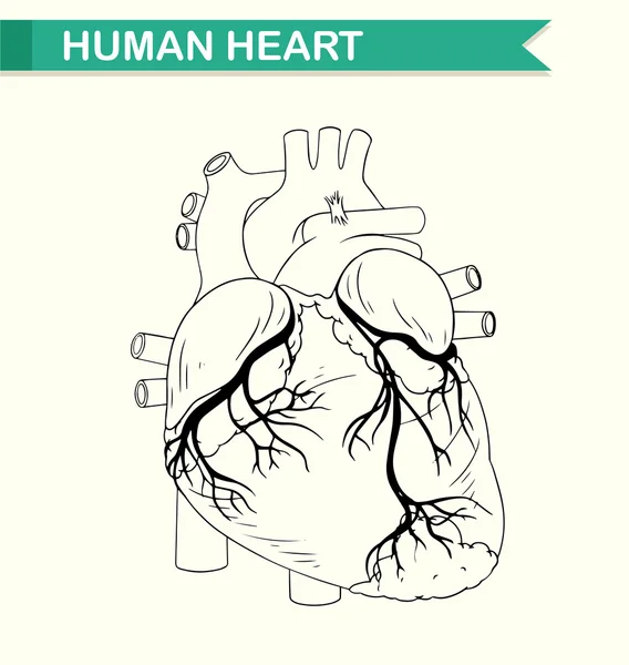 Ανατομία της ανθρώπινης καρδιάς — Διανυσματικό Αρχείο