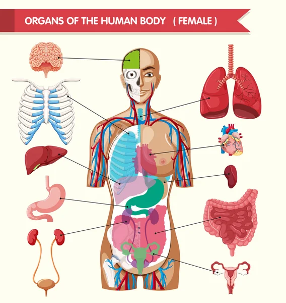 Organen van het menselijk lichaam-diagram — Stockvector